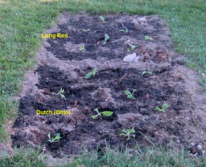 Garden20260531_7761_DutchOhio_LongRed_transplanted_700.jpg
