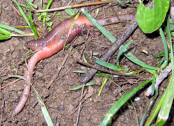 Garden20200425_5041_earthwormPorn_600.jpg