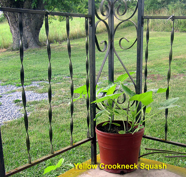 Garden20240630_7392_YellowCrookneckSquash_600.jpg