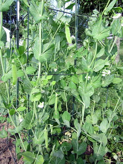 Garden20130614_680_peas_400.jpg