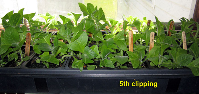 Garden20260518_7753_1020tray_5thClipping_700.jpg