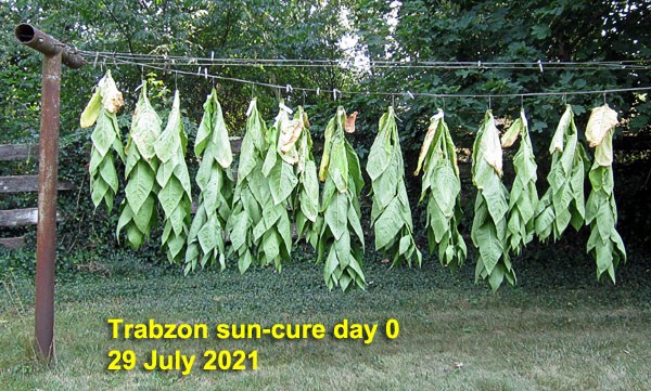 Garden20210729_5925_Trabzon_sunCure_day00_600.jpg