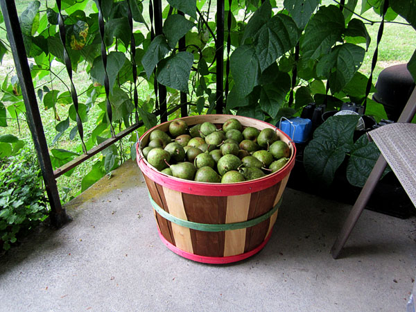 Garden20170818_2977_pears_Moonglow_inBushel_600.jpg