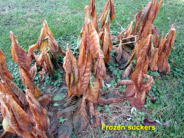 Garden20211111_6110_frozenSuckers_closeup_600.jpg