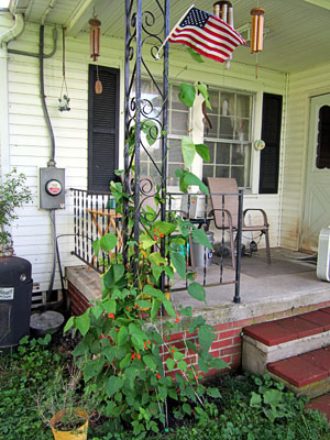 Garden20130704_742_ScarletRunnerBeansOnPorch_300.jpg