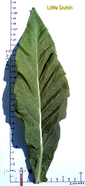 Garden_20110819_05_LittleDutch_leafMeasure_300.jpg