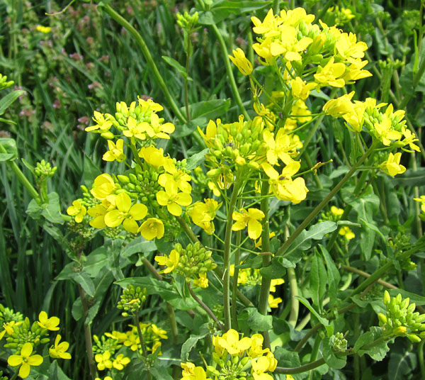 Garden20170410_2550_wildMustard_closup_600.jpg