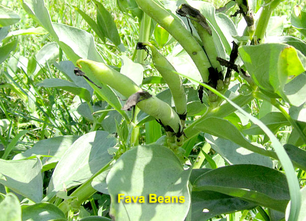 Garden20210704_5827_FavaBeans_closeup_600.jpg