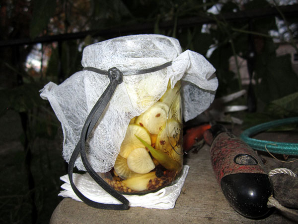 Garden20171009_3170_DaikonPickles_banished_600.jpg