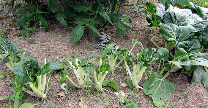 Garden20210619_5776_bokChoi_grazed_700.jpg