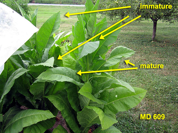 Garden20210801_5941_MD609_maturity_600.jpg