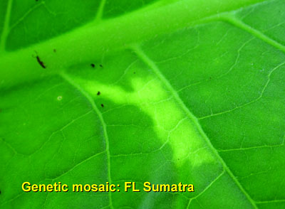 Garden20130719_805_geneticMosaic_FLSumatra_400.jpg