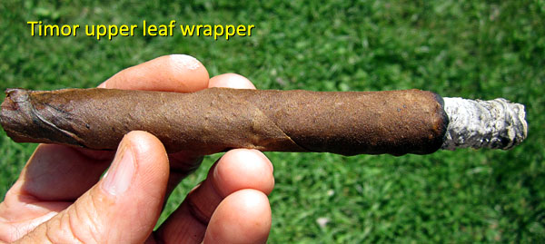 Garden20160910_2288_cigar_TimorWrapper_600.jpg