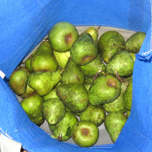 Garden20240827_7457_pears_inToteBag_500.jpg