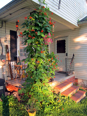 Garden20130805_861_ScarletRunnerBeansOnPorch_300.jpg