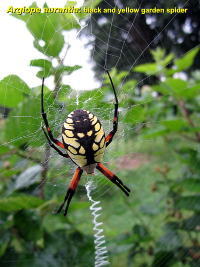 Garden20130828_940_BandYGardenSpider_dorsal_400.jpg