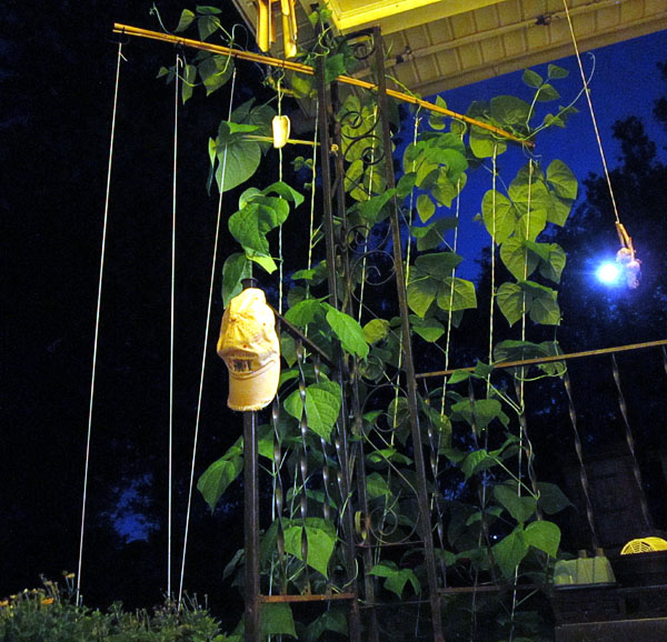 Garden20170709_2800_beanTrellis_MoonBeans_600.jpg