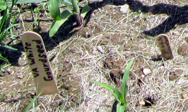 Garden20170529_2673_corncob_bed_zoom_600.jpg