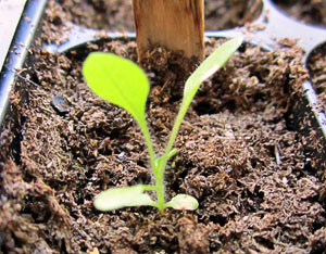 Garden20120520_180_YayladagSeedlingInJiffyMix_300.jpg