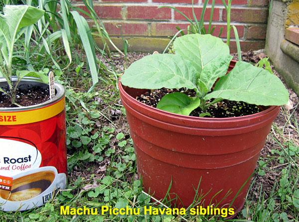 Garden20220531_6371_MachuPicchu_potted01_600.jpg