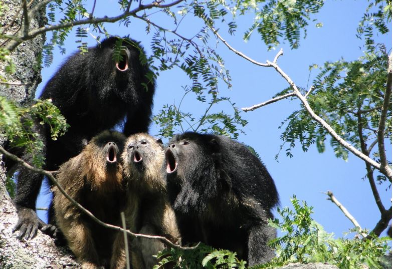 HowlerMonkeyChorus.JPG
