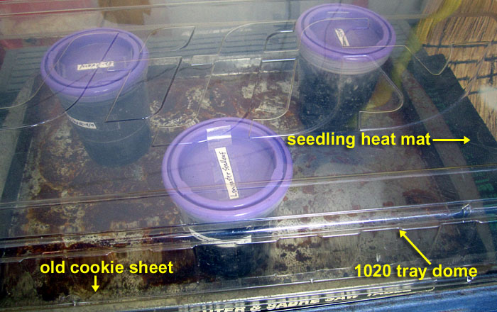 Garden20250303_7513_tobaccoGerminationStart03_700.jpg