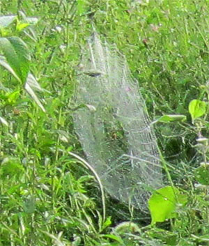 Garden20130901_944_sunriseSpiderWebs_close_300.jpg