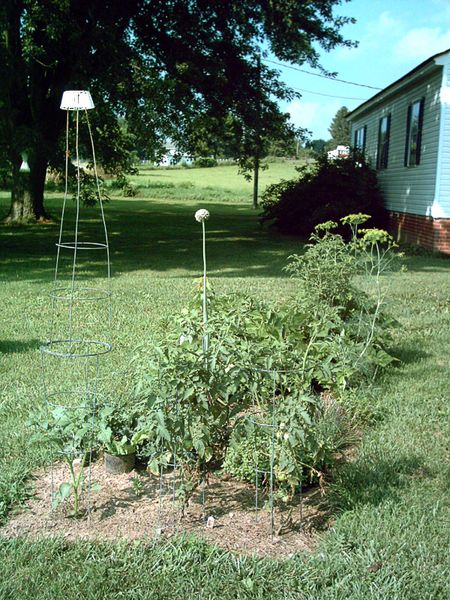 Garden_20110710_17_TomatilloCage_450.jpg