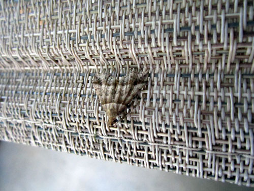 Garden20140526_1180_LawnChairMoth_500.jpg
