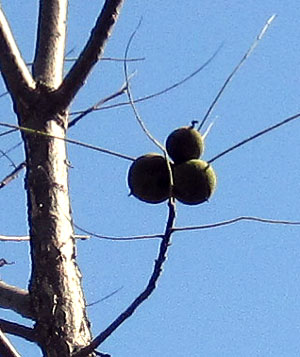 Garden20160924_2319_walnut_closeup_300.jpg