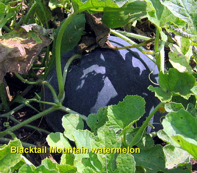 Garden20130718_794_BlacktailMtn_watermelon_400.jpg