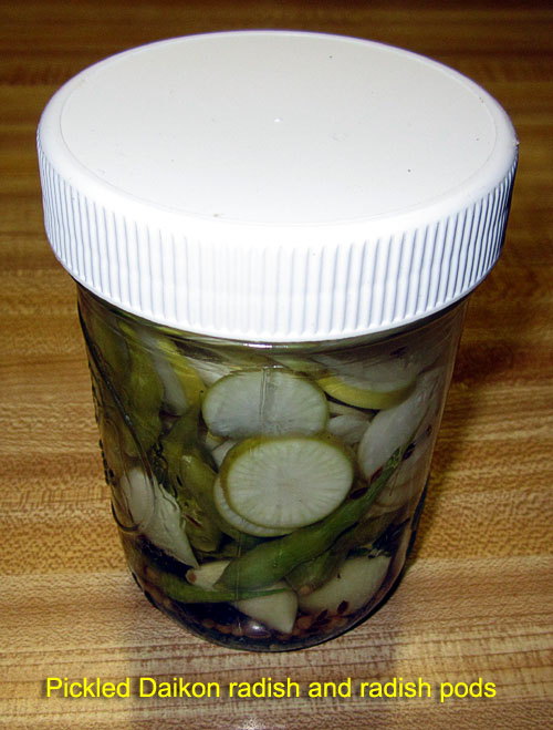 Garden20171008_3168_DaikonRadishPickle_500.jpg