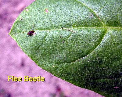 Garden20150630_1860_fleaBeetle_400.jpg