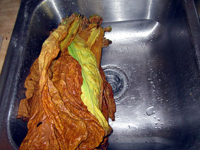 Garden20161015_2325_PeriqueSnake_washedLeaf_400.jpg