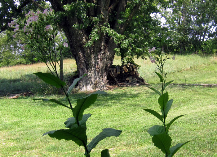 Garden20220802_6609_woodpile_viewFromPorch_700.jpg