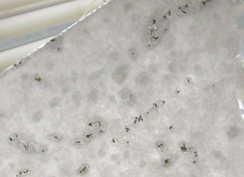 Garden20260125_7718_IzmirOzbas_germinationTest_da5_800.jpg