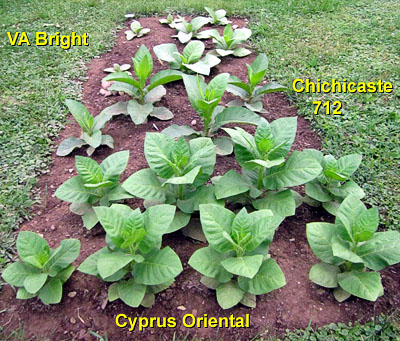 Garden20140621_1242_VABright_Chichicaste_CypOriental_bed_400.jpg