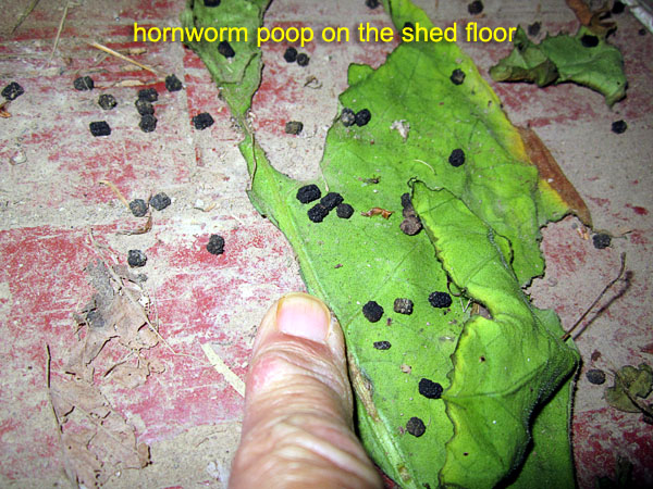 Garden20170907_3039_hornwormPoopCloseup_600.jpg