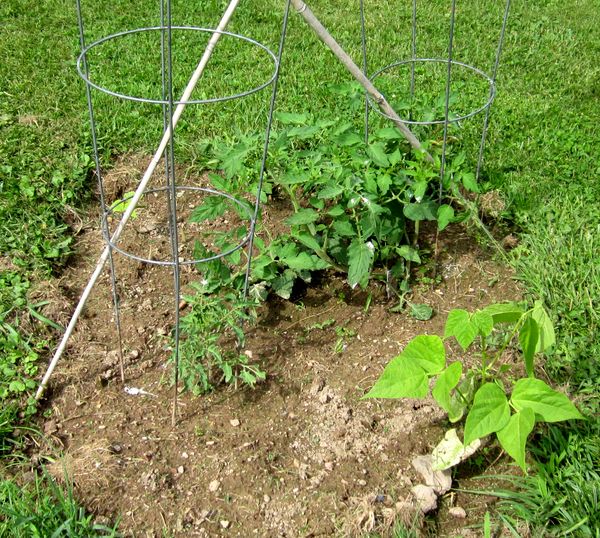 Garden20250619_7587_tomato_beans_600.jpg