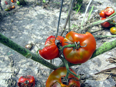 Garden20140729_1385_bunnyTomatoSchool_400.jpg