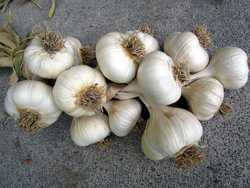 Garden20140802_1401_garlic_braided_500.jpg