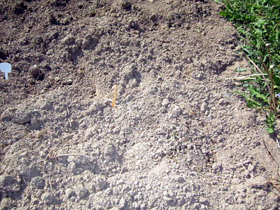 Garden20140514_1158_Bolivia_goneIn18hrs_400.jpg