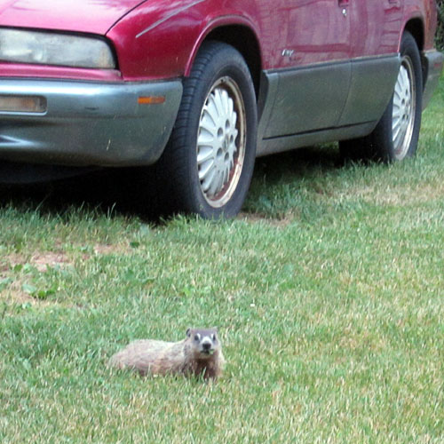 Garden20210607_5761_groundhog2_500.jpg