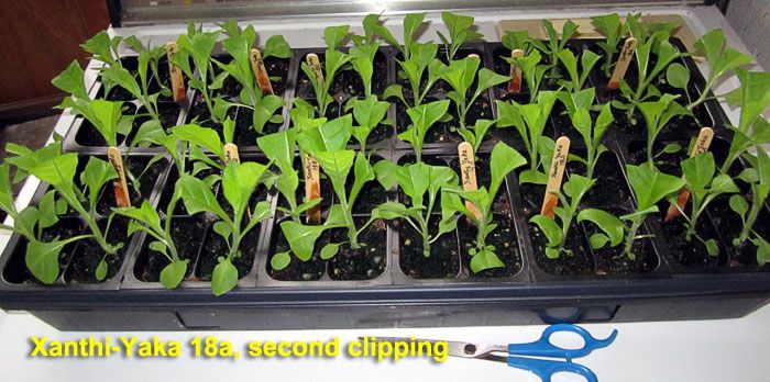Garden20230414_6927_XanthiYaka18a_2ndClipping_700a.jpg
