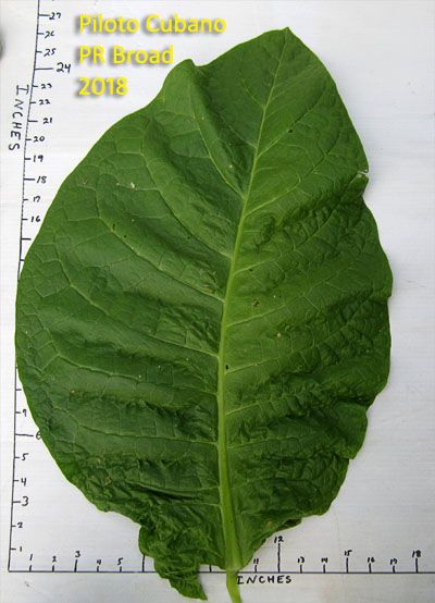 Garden20180809_3796_leafSize_PilotoCubanoPRBroad_400a.jpg