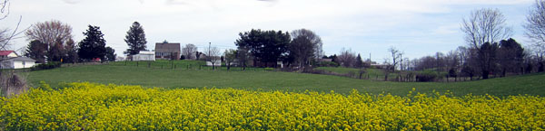 Garden20170410_2554_seaOfMustard_600.jpg