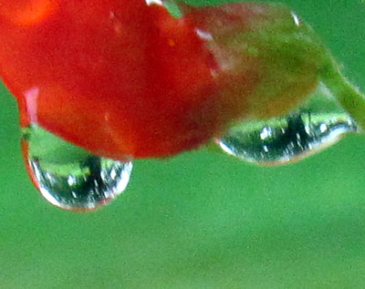 Garden20130818_911_ScarletRunnerBlossom_2drops_400.jpg