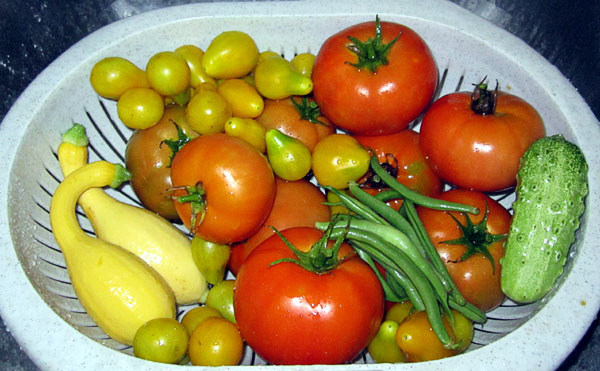 Garden20230810_7240_veggies_inColander_600.jpg