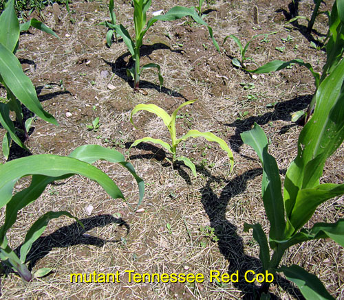 Garden20170529_2674_corncob_mutant_500.jpg