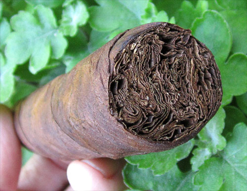 Garden20180814_3802_cigar_EcuadorMaduro_foot_500.jpg